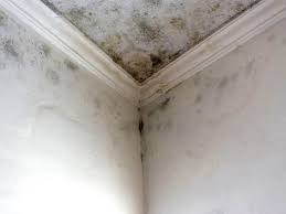 Why You Should Choose Our Mold Remediation Services in Thurmont, MD